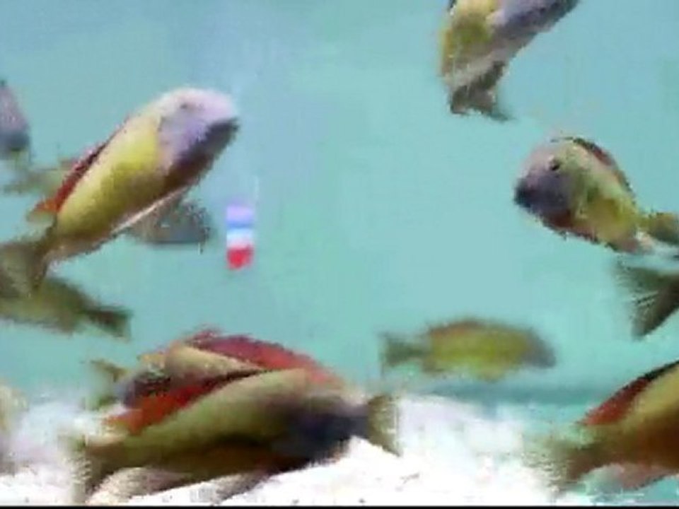 F0 TROPHEUS MOORİ İLANGİ