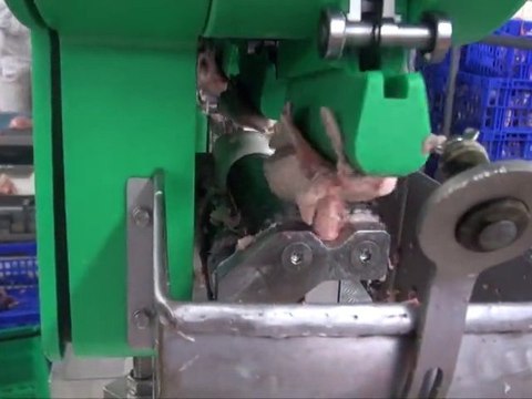 Process Abattoir de Volailles