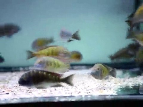 F0 TROPHEUS MOORİ KATOTO