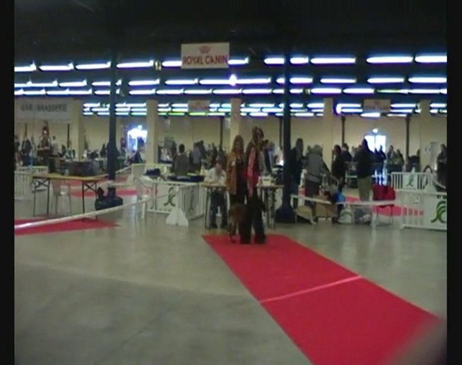cheyenne o dog show