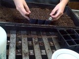 Starting Herbs and Peppers from Seed