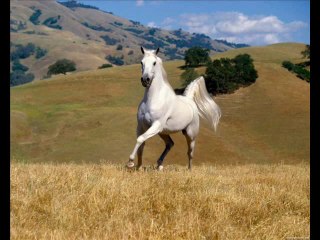 FABRIZIO BUCCETTI - Impressioni di Settembre