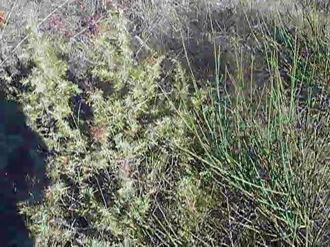 Chiot braque français au débourrage