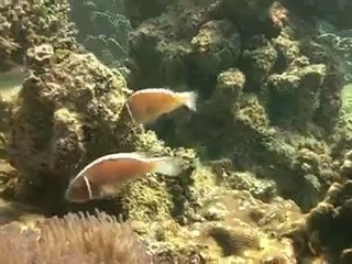 Poissons clowns