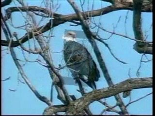 ΤΟ ΠΝΕΥΜΑ  ΤΟΥ ΑΕΤΟΥ