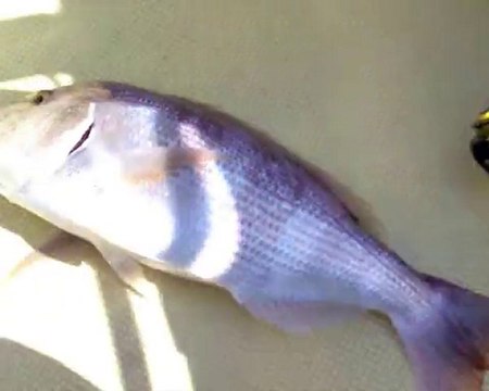 JİGGİNG İLE TROFE SİNARİT