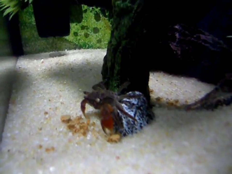 Crabes à pinces rouges