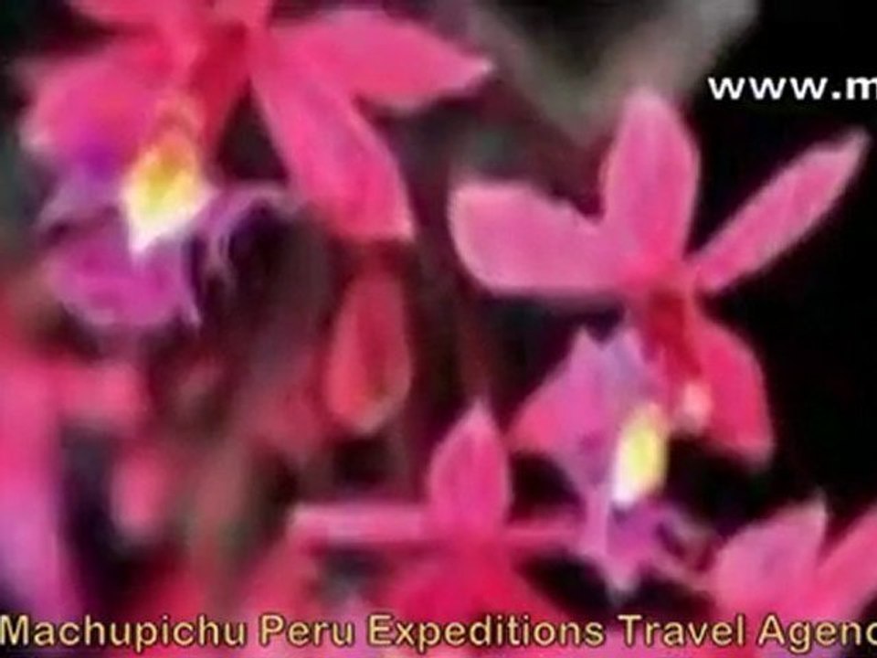 All Cusco Peru Machu picchu travel