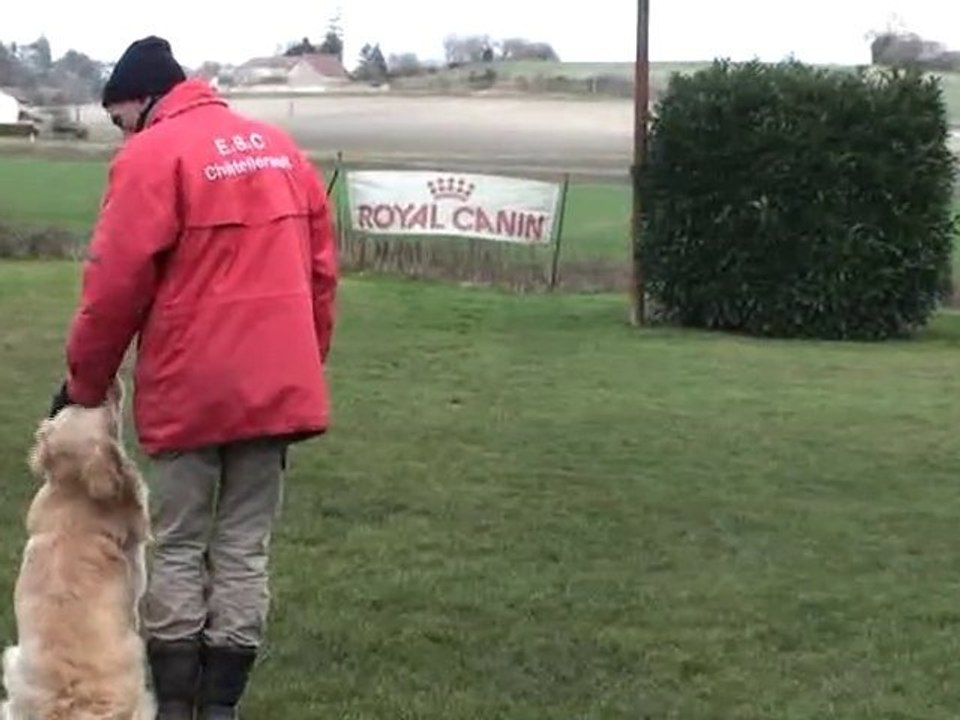 Eclair en entrainement d'obéissance