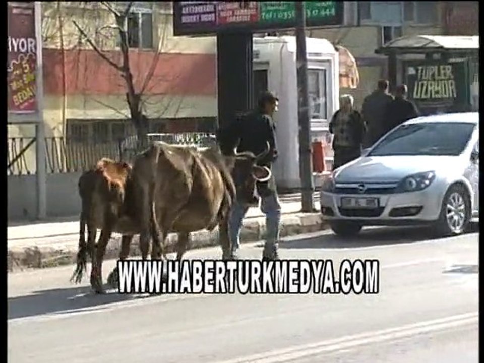 KALDIRIMDA İNEK