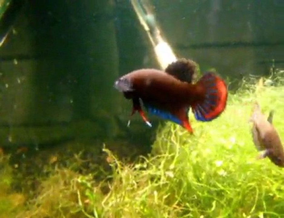 betta imbellis