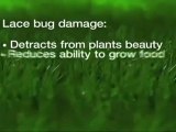 Johns Creek Lawn Care- WeedPro- Lace Bugs Treatment