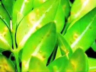 Dunwoody Lawn Care- WeedPro- Leaf Miner Control