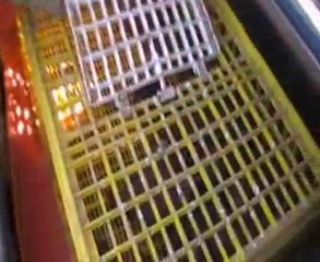 جمعية أمغالة للقنص تطلق 80 حجلة بالغابات المجاورة لأزغنغان