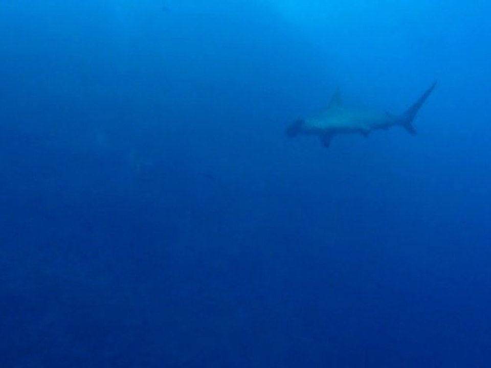 requins marteau - novembre 2010