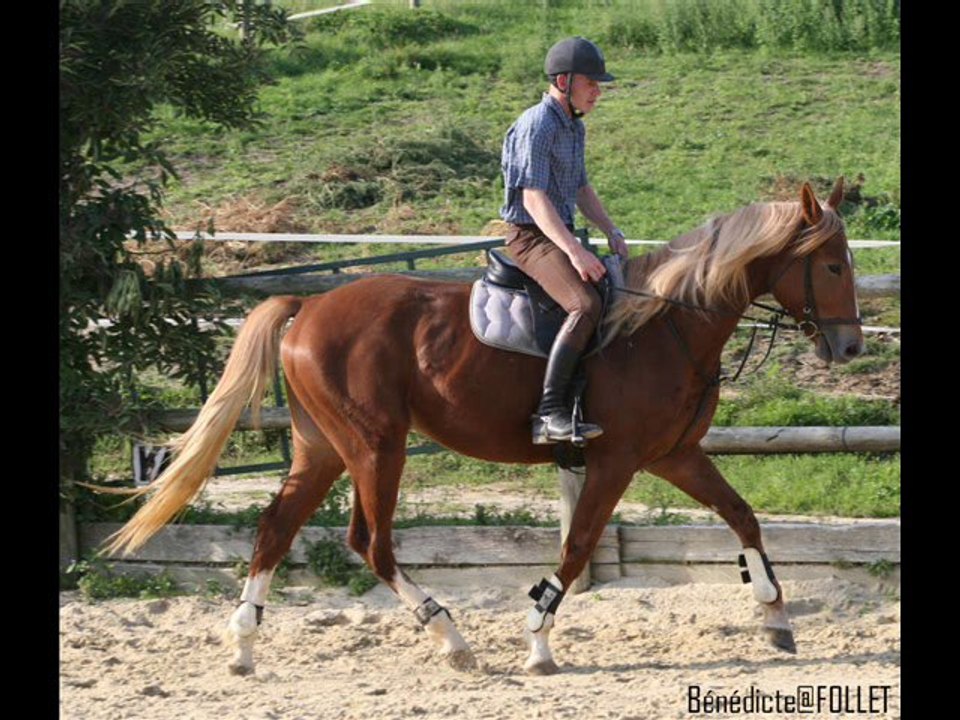 TYSON DE LA PLAGNE, MALE AACR ALEZAN CRINS LAVES 2007