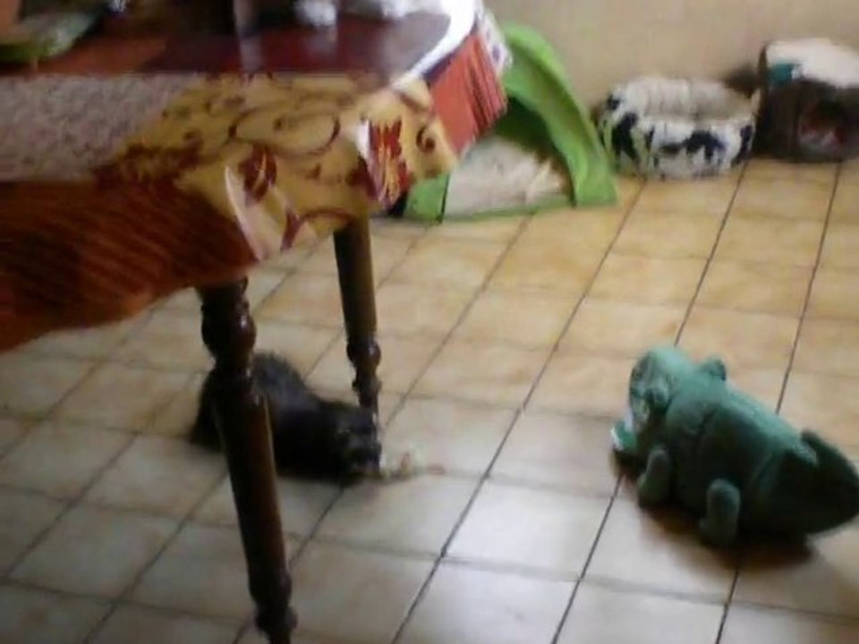 kahuet le furet et le croco
