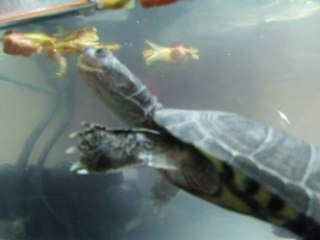 Garance ma pélomédusa subrifa