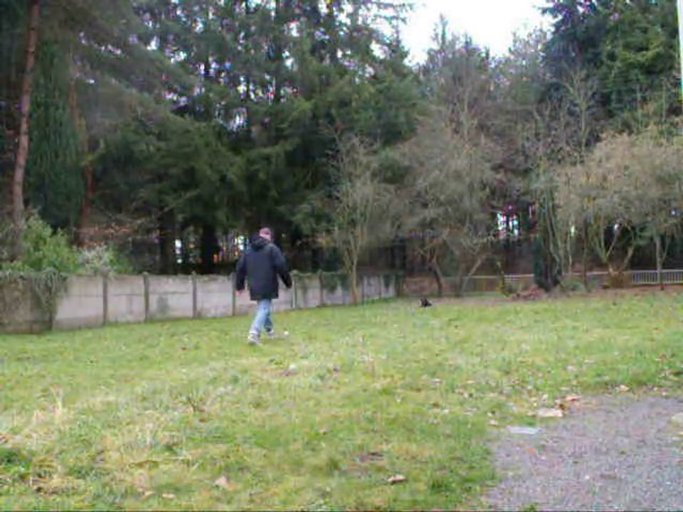 rottweiler 6 mois "obeissance 1 F'GAÏA"