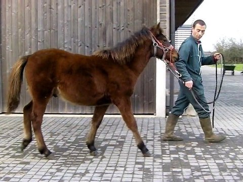 Amiral poulain poney pfs marche en main