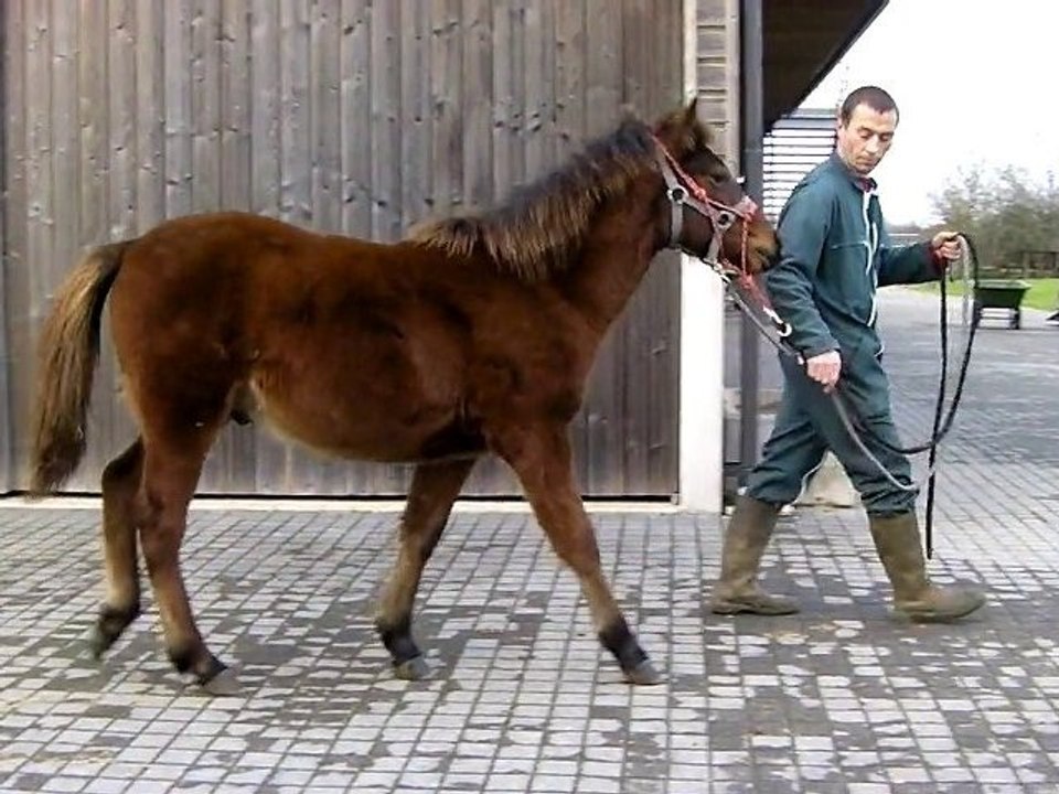 Amiral poulain poney pfs marche en main