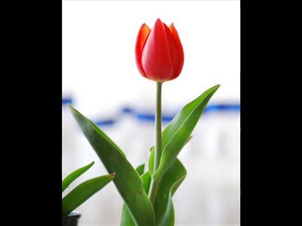 Yarab bu kadar eyledik isyan sana amma  Semazen Onbir