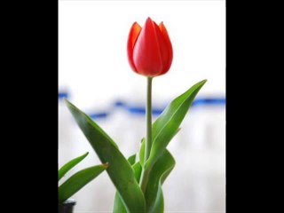 Yarab bu kadar eyledik isyan sana amma  Semazen Onbir