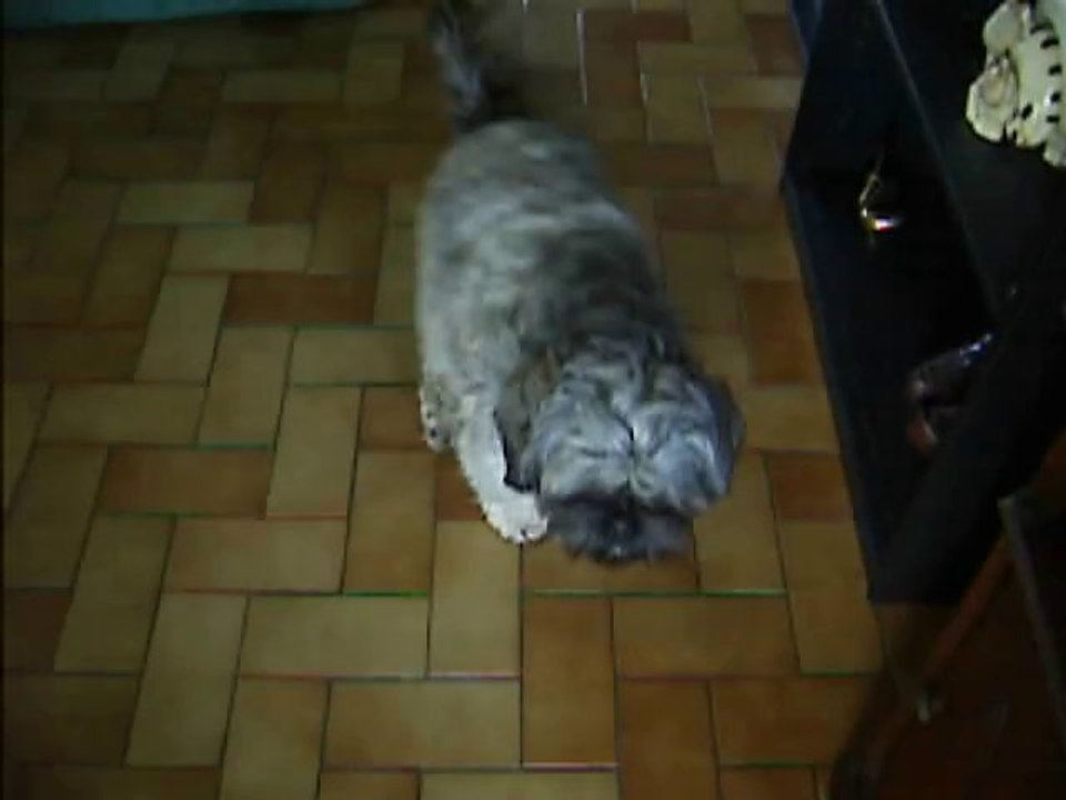 les chiens