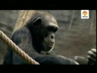 Chimpances: Consciencia y teoria de la mente (ToM)