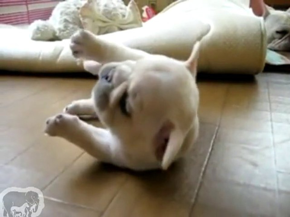 Bébé Bulldog en mode tortue
