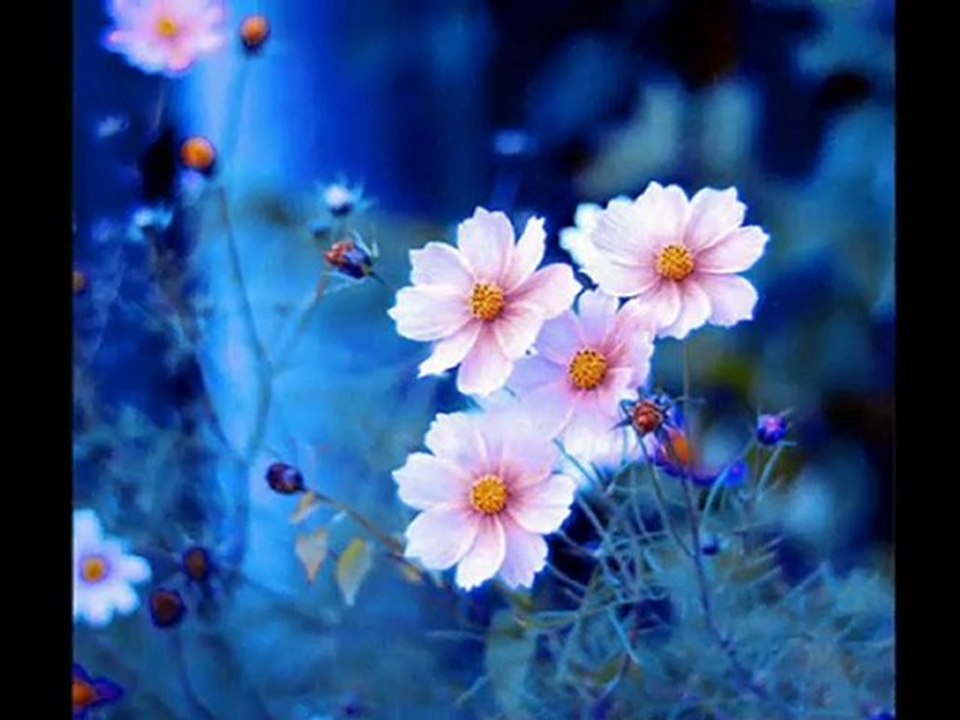 VEDAT KAPTAN YURDAKUL sanmaki bu gönül sensiz yaşamaz