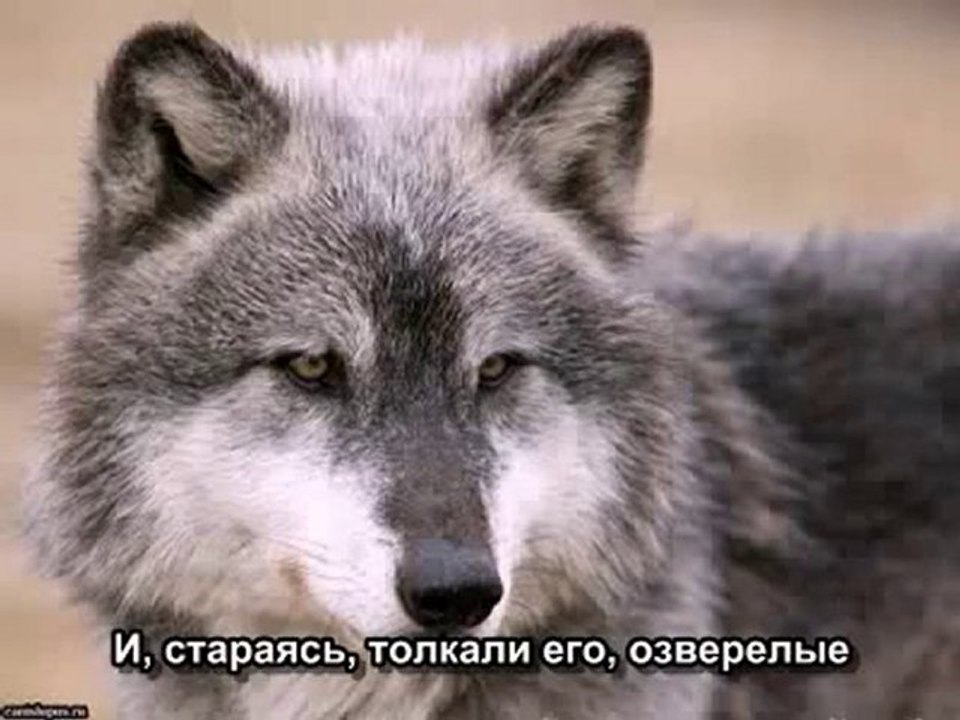 Волчонок -