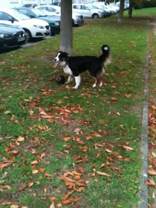 Corto entrainenement gardien de but balle au sol