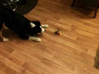 Corto et pepy, l'abeille radio télécommandée