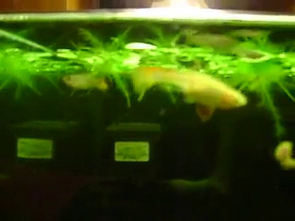 lepisteslerde hastalık