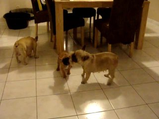 Fiona  11 semaines et Apple