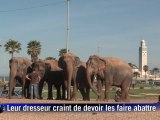 Des éléphants otages d'un imbroglio administratif européen