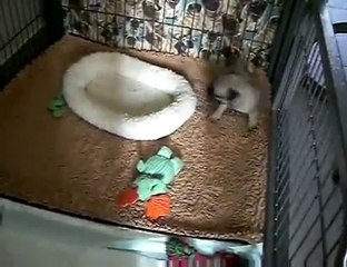 Our new pug puppy (Chica) 6 weeks old.