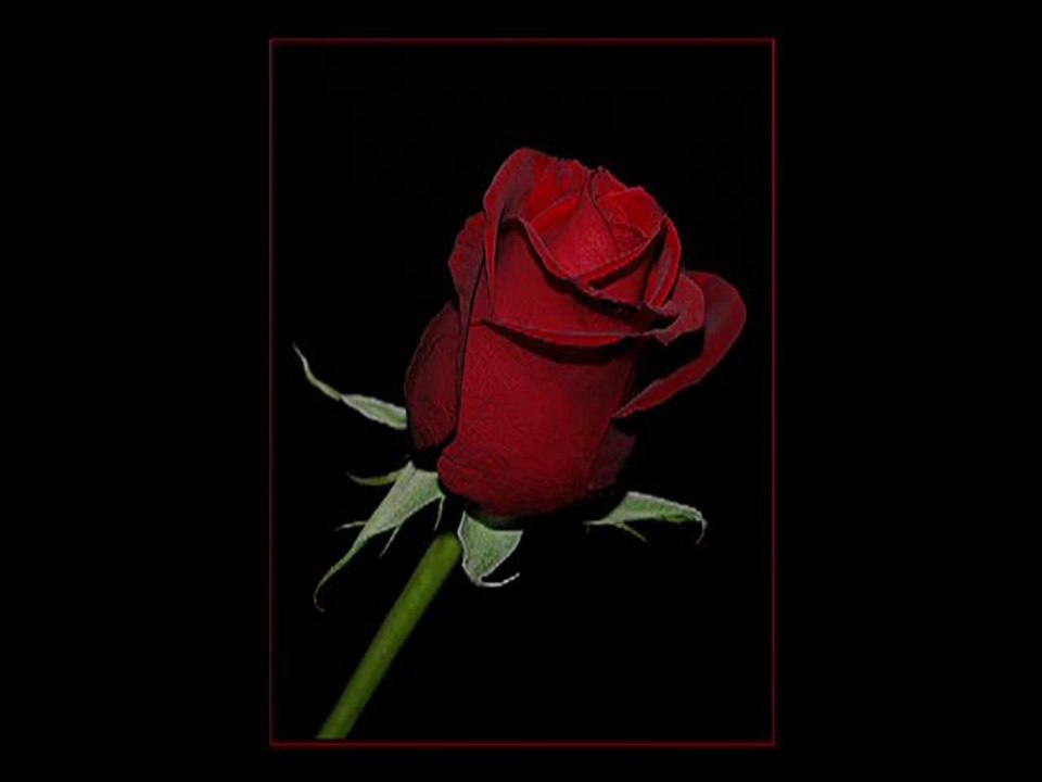 Semazen Onbir -Zümreyi Nacileriz