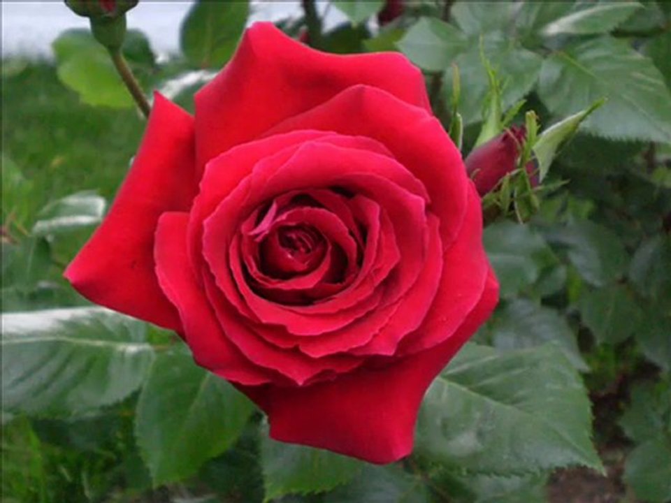 Naat Leyla hanım -Semazen Onbir