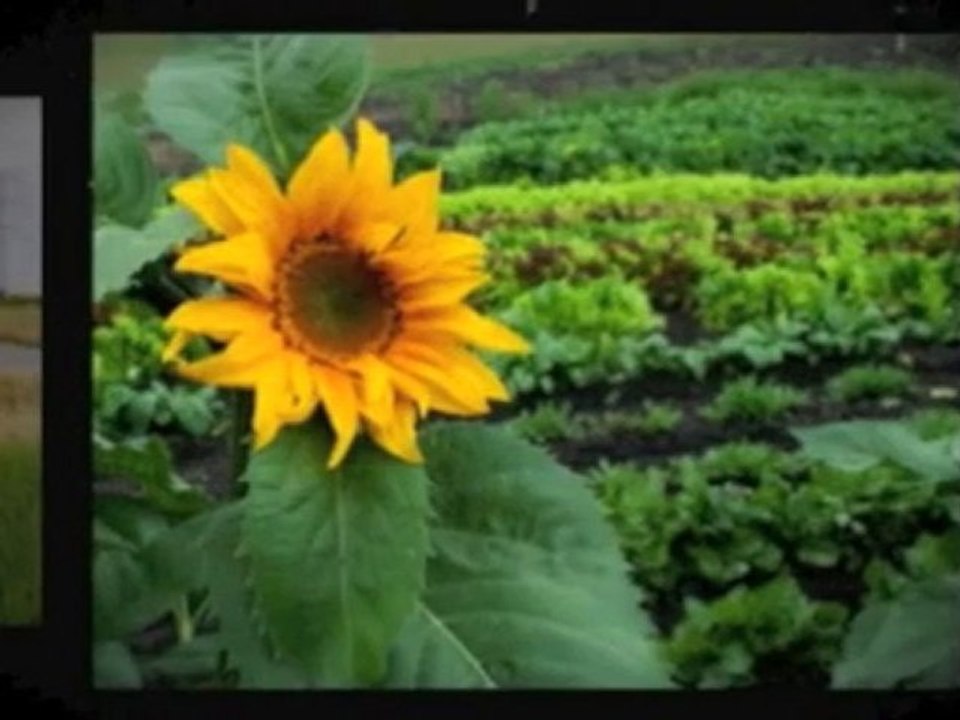 Green Infrastructure Planning