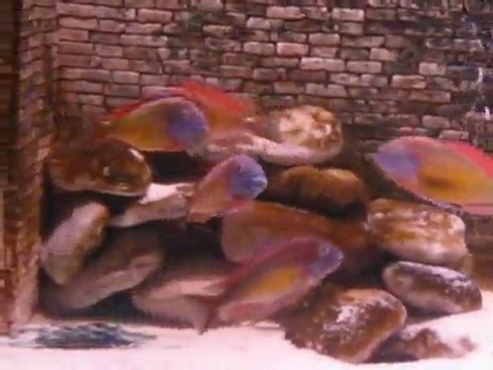 F0 Red Rainbow ve Yavruları 2