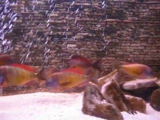 F0 Red Rainbow ve Yavruları 3