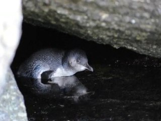 Blue pingouins - Diamond Island, Bicheno, Tasmania