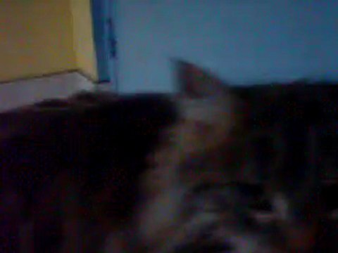 Coucou moi je m'appelle Grisou