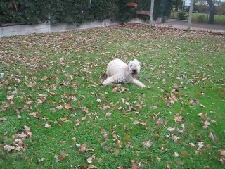 Doline et Fripouille des Varennes Mystiques