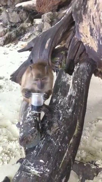 Koh Phi Phi Singe Thailande Phuket