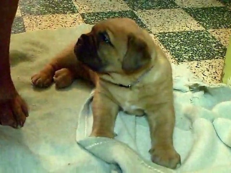 Les BBS de L'Exigence  a 37 jours