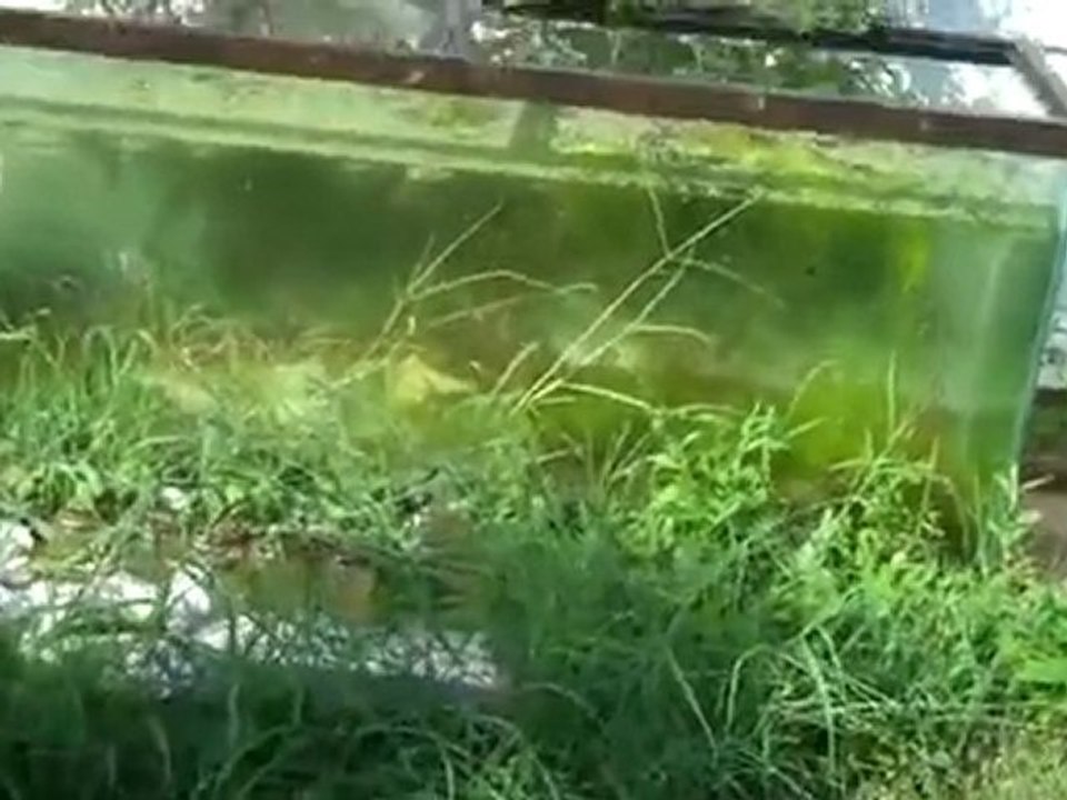 Fishtanks outside_ BabyTears going nuts.flv