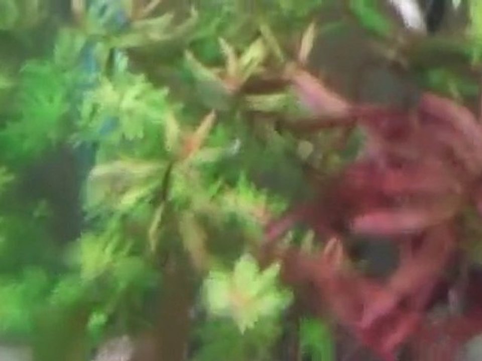 Steves Tank 2 week later...55 gallon planted tank.flv